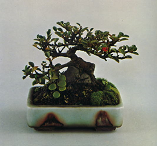 公式ウェブサイト （Ｍydoso様専用）小品盆栽 小もの盆栽 名木小品盆栽 